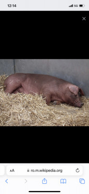 Porci Duroc, BIO, rasa pura foto