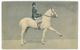 3527 - CIRCUS SIDOLI, Leokadia, Horse training - old postcard - used - 1909, Circulata, Printata