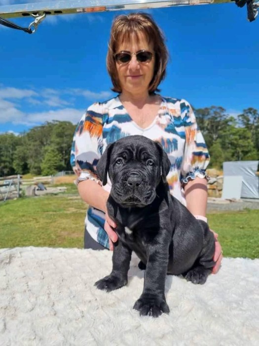 Pui de Cane Corso Blue