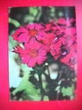 HOPCT 25094 FLORI- FELICITARE ANIVERSARA -CP VECHE -IP--INTREG POSTAL - ROMANIA - CIRCULATA