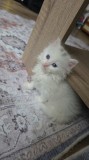 British shorthair puiut 1 000 lei