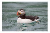 Tablou Canvas, "Puffin solitar pe valurile mării", Puffin, Apă, Aripi, Cioc, Frumos, Plutitor, Natură, Ocean, Penaj., 39 x 26 cm, CMCLASS