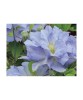 Clematis Blue Cotillion, Ghiveci P9 (9cm), Floare Albastru Deschis, 1.5-2m, Mai-Iunie &amp; Septembrie, Rezistenta -29&deg;C