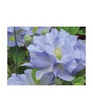 Planta Clematis Blue Cotillion P9, ghiveci 9cm, Oem