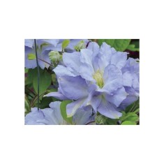 Planta Clematis Blue Cotillion P9, ghiveci 9cm