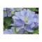 Planta Clematis Blue Cotillion P9, ghiveci 9cm