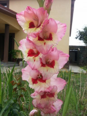 Gladiole Wine and Roses Pachet 5 Bulbi foto