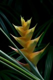 Tablou Canvas, "Dansul enigmatic al naturii tropicale", Floare, Exotică, Simetrie, Verde, Frunziș, Lumini, Contrast, Natură, Frumusețe, Detaliu, 26 x