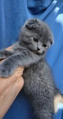 Pisicuțe Scottish fold blue