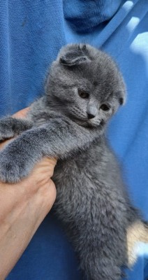 Pisicuțe Scottish fold blue foto
