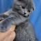 Pisicuțe Scottish fold blue