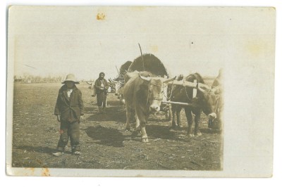 4841 - ETHNIC and Ox Carts, Romania - old postcard, real Photo - unused foto
