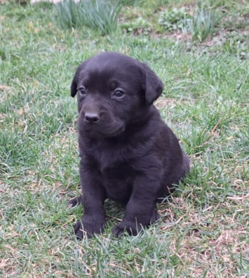 Căței Labrador foto