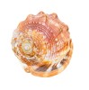COCHILIE MELC CYPRAECASSIS RUFA