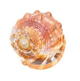 Cochilie Melc Cypraecassis Rufa, Colectie, Stare Buna
