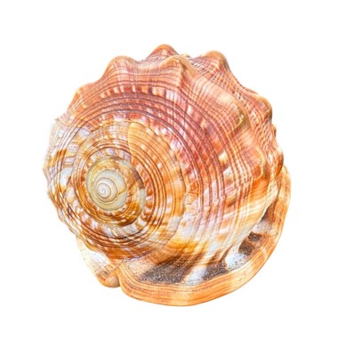 COCHILIE MELC CYPRAECASSIS RUFA foto