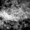 Fototapet Papadie alb negru, 400 x 250 cm
