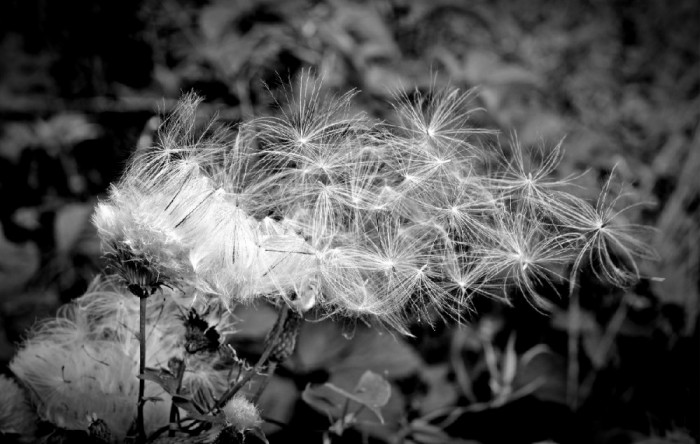 Fototapet Papadie alb negru, 400 x 250 cm