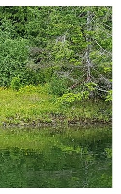Tahsis Inlet Outlet Revival Anthology 2020 Black and white Edition: Green Antler presents 2020 collected works foto