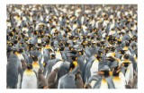 Tablou Canvas, "&Icirc;mpărăția pinguinilor pe ghețurile sudice", Pinguini, Mulțime, &Icirc;nghesuială, Antarctica, Aripi, Pui, Căldură, Natural, Colonii, Habitat