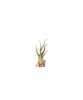 Planta aeriană Tillandsia Caput Medusae - Foarte Mare