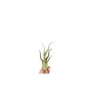 Cumpara ieftin Planta aeriană Tillandsia Caput Medusae - Foarte Mare