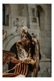 Tablou Canvas, "Vulturul paznic al cetății regale", Vultur, Impunător, Majestuos, Pradator, Elegant, Siluetă, Stăp&acirc;nitor, Fundal, Natural, Sculptural,