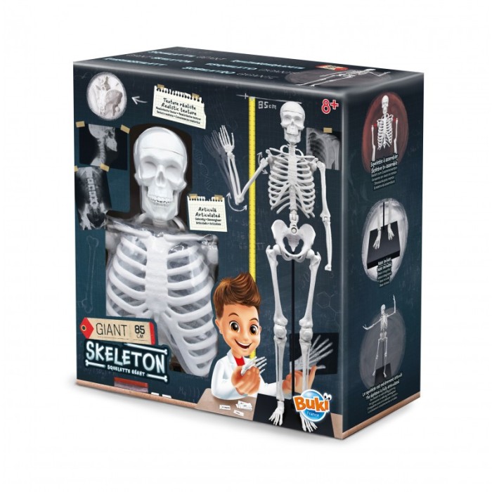 Pachet Set educativ Schelet si Corpul Uman