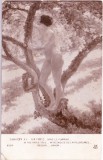 AMS - ILUSTRATA G.N. FINEZ - DANS LE POMMIER - IN THE APPLE TREE, NECIRCULATA