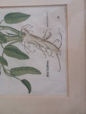 Tablou vintage fila botanica foarte veche foto