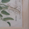 Tablou vintage fila botanica foarte veche
