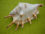 Scoica oceanica