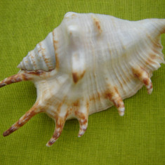 Scoica oceanica