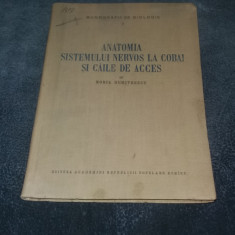 HORIA DUMITRESCU - ANATOMIA SISTEMULUI NERVOS LA COBAI SI CAILE DE ACCES 1956