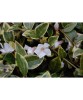 Vinca minor Alba Variegata C2, Oem