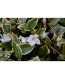 Vinca minor Alba Variegata C2