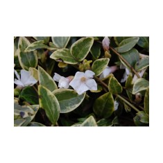 Vinca minor Alba Variegata C2