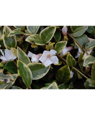 Vinca minor Alba Variegata C2 foto