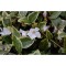 Vinca minor Alba Variegata C2