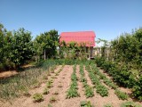 Vand teren 1000mp cu gradina si casa in Nojorid, Bihor., Teren extravilan