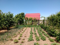 Vand teren 1000mp cu gradina si casa in Nojorid, Bihor.
