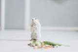 Tablou Canvas, "Un hamster explor&acirc;nd &icirc;mprejurimile casei", Neștiind Cine Este, Mic, Blănos, Isteț, Curios, Delicat, Drăguț, Fragil, Alb, Șoricesc., 39