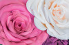 Fototapet autocolant Flori164 Trandafiri roz si alb, 220 x 135 cm
