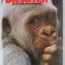 DIE AFFEN , UNSERE WILDE VERWANDTSCHAFT (MAIMUTELE , RUDELE NOSTRE SALBATICE ) von VOLKER SOMMER , ALBUM CU TEXT TEXT IN LB. GERMANA , 1989