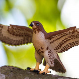 Figurina - Wildlife Animal - Red-Tailed Hawk | Safari