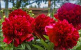 Oferta aprilie 3 plante bujor rosu cu Florile uriase si parfumate- planta la ghiveci, Casa