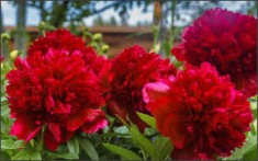 oferta aprilie 3 plante bujor rosu cu Florile uriase si parfumate- planta la ghiveci