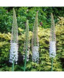 Crin de stepă, Lum&acirc;narea desertului Eremurus, Robustus, Roz/Alb, I, 1 Bulb, Oem