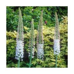 Crin de stepă, Lum&acirc;narea desertului Eremurus, Robustus, Roz/Alb, I, 1 Bulb
