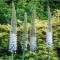 Crin de stepă, Lum&acirc;narea desertului Eremurus, Robustus, Roz/Alb, I, 1 Bulb